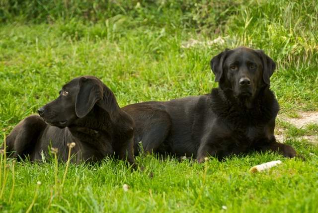 The Dogs in Black - they should have had their own TV show!