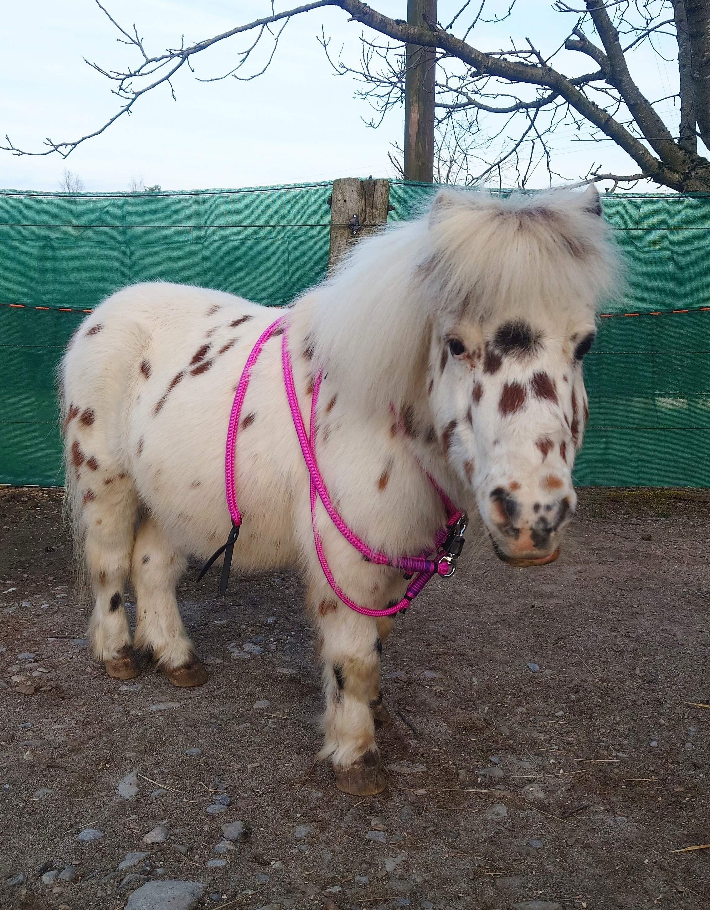 Horse Agility Set "Pink"