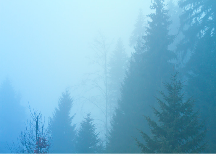 forest mist - landscape photography