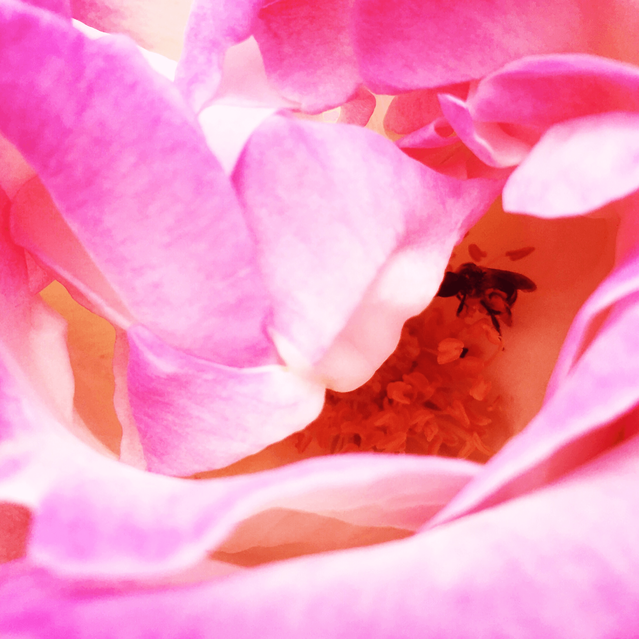 Avé Némitz; intérieur rose