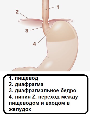 nORMAL anatomie 1jpg