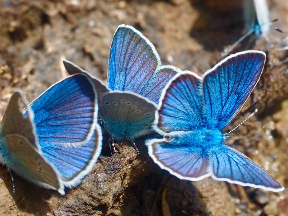 Florent Cosandey; Avé Némitz papillons bleus
