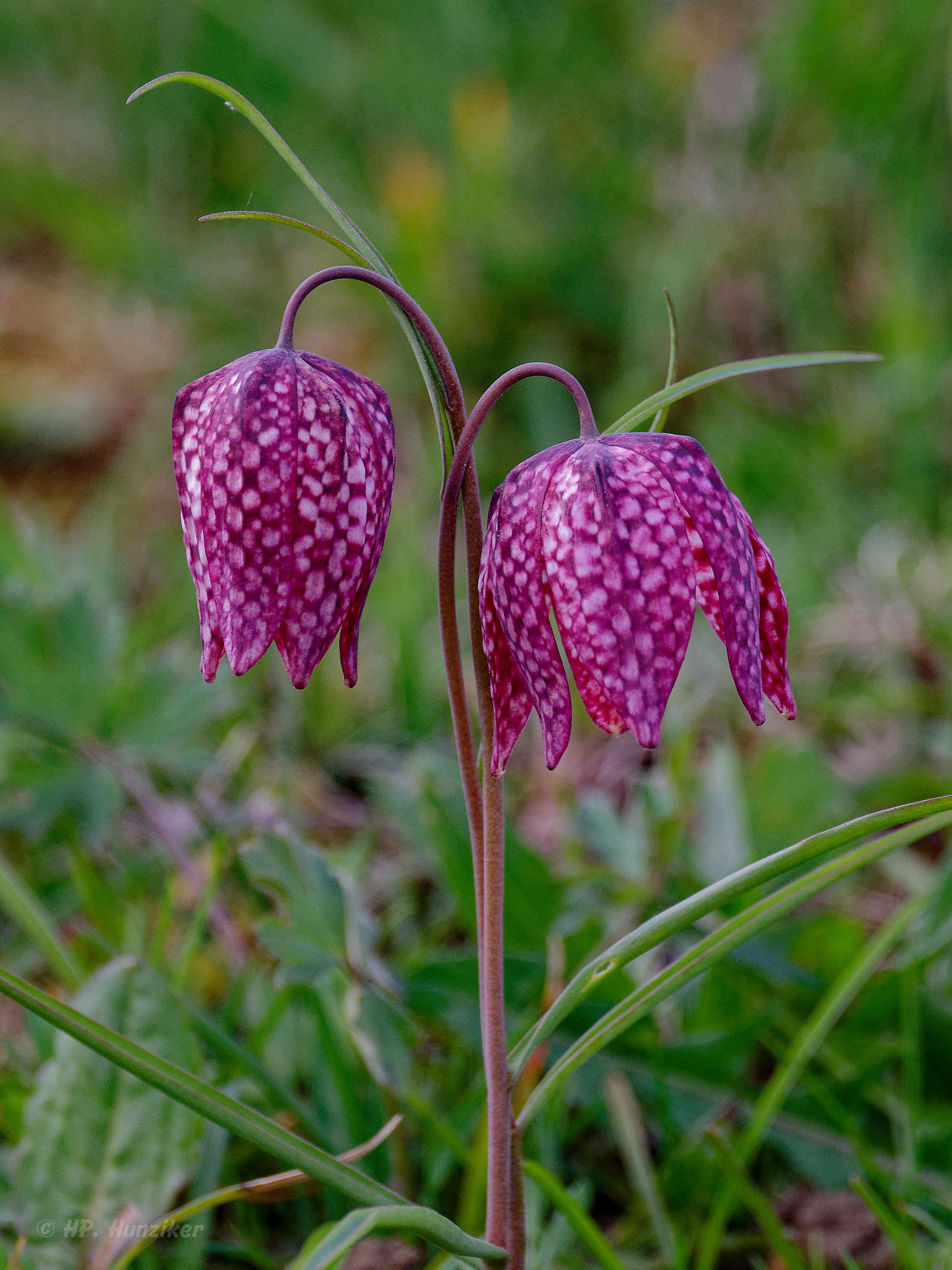 Schachblume