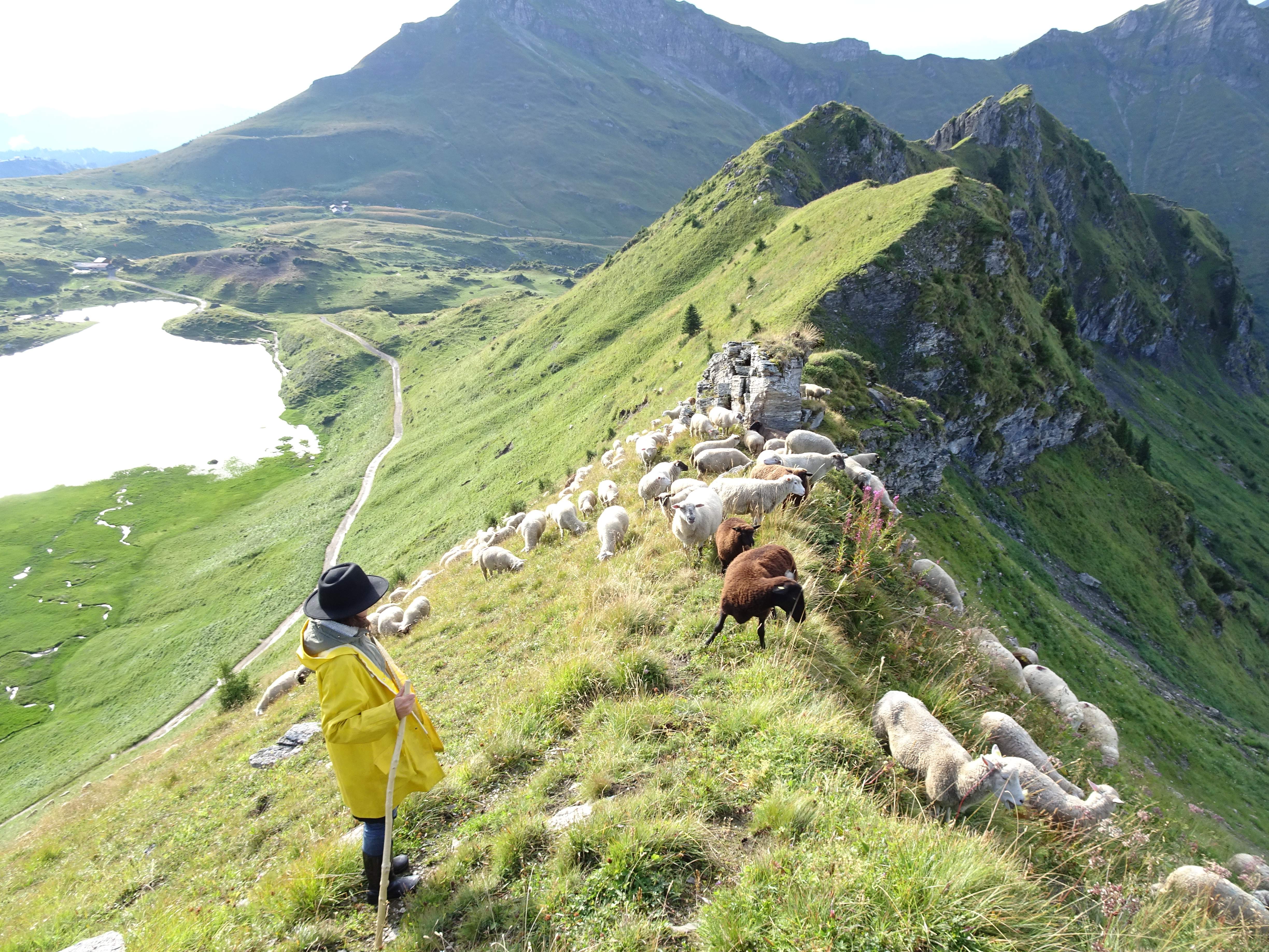 Alpage avec troupeau de moutons et bergère