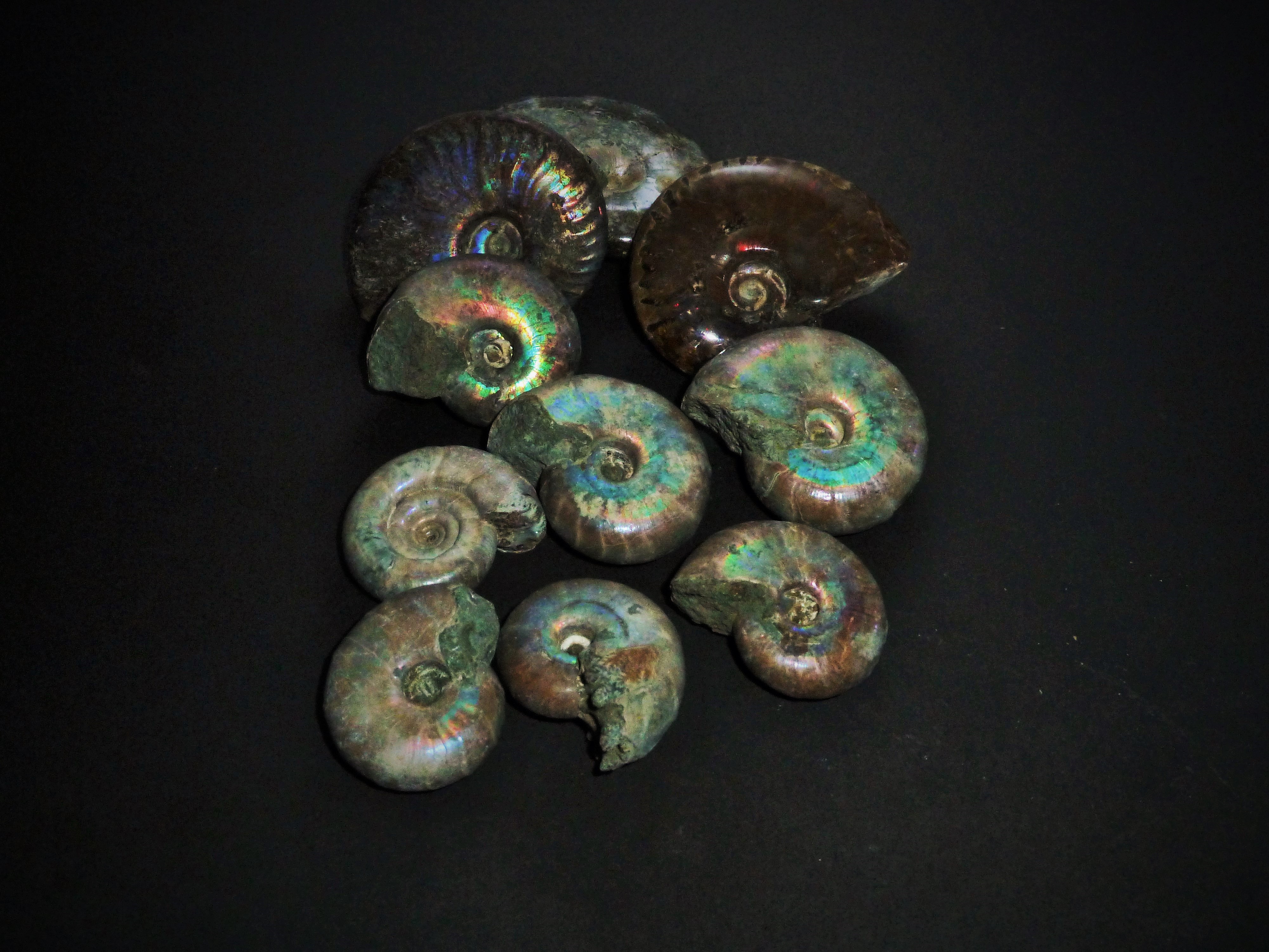 10 Ammonite