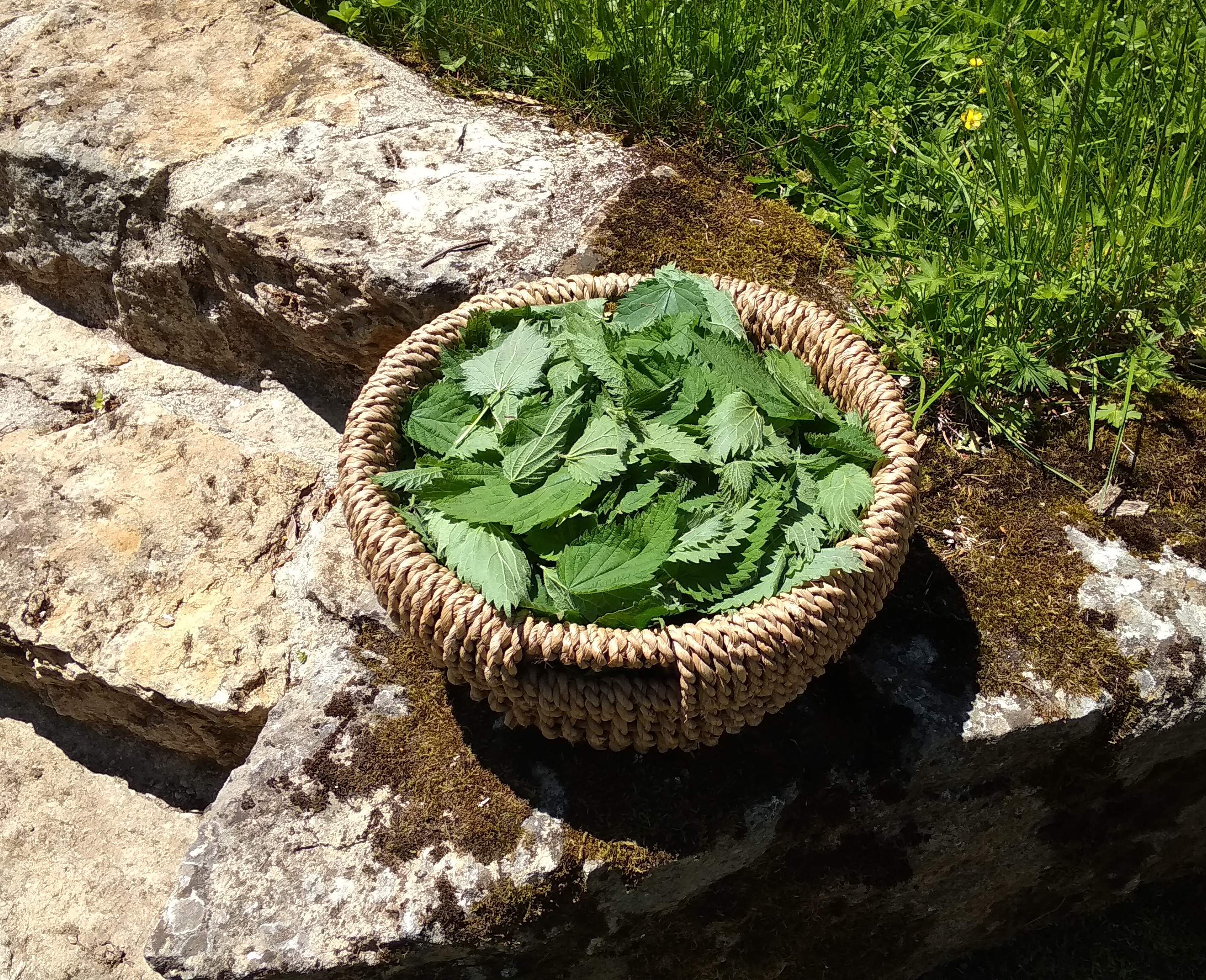 Feuilles de Thym séchées - Le Petit Herboriste