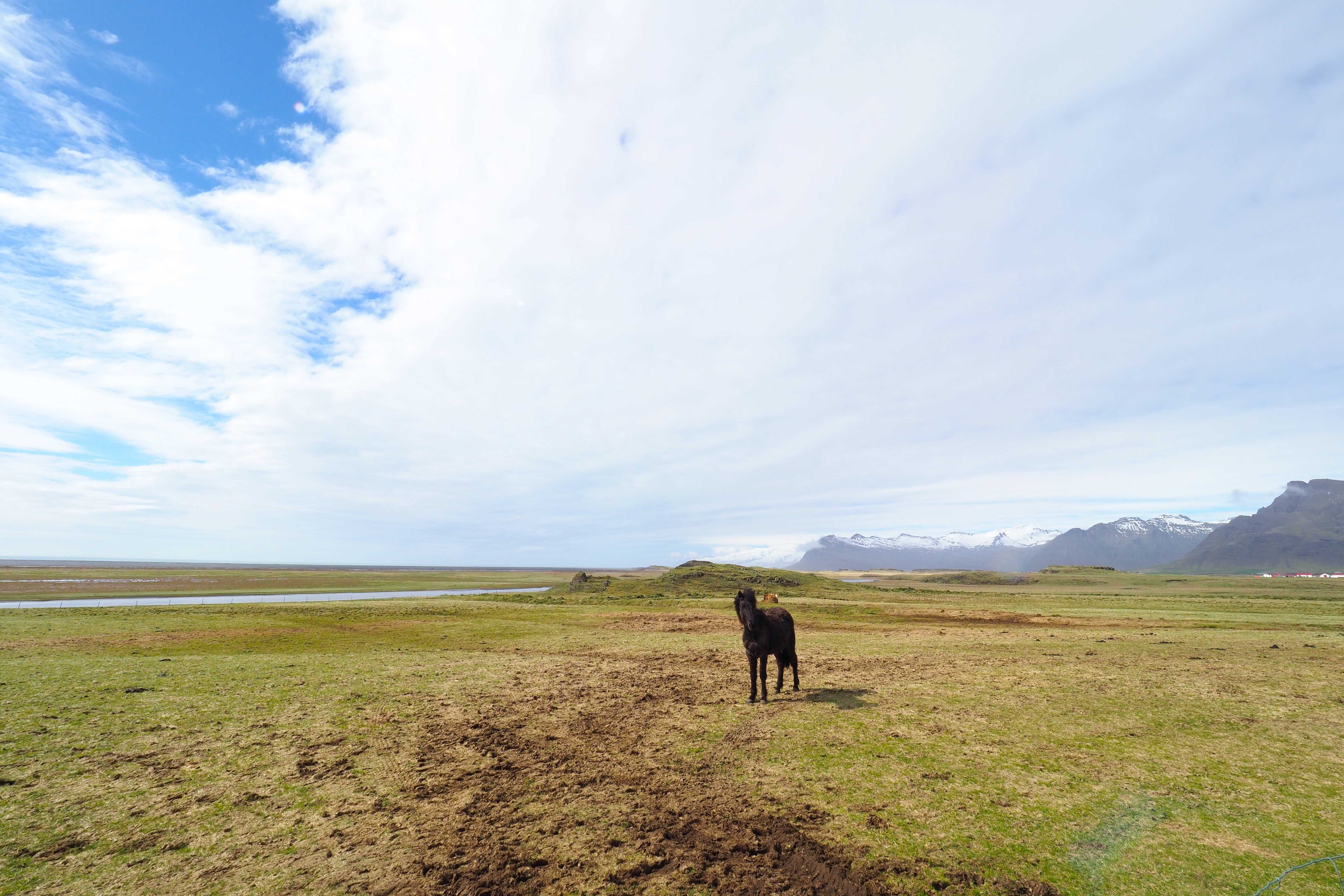 Island -Pferd